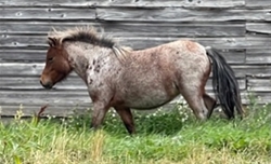 DAIQUIRI - YEARLING RED ROAN FILLY